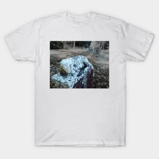 Lost Lamb T-Shirt